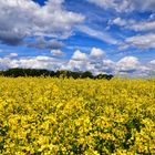 Farben des Frühlings