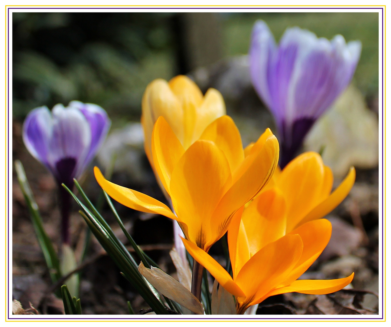 Farben des Frühlings