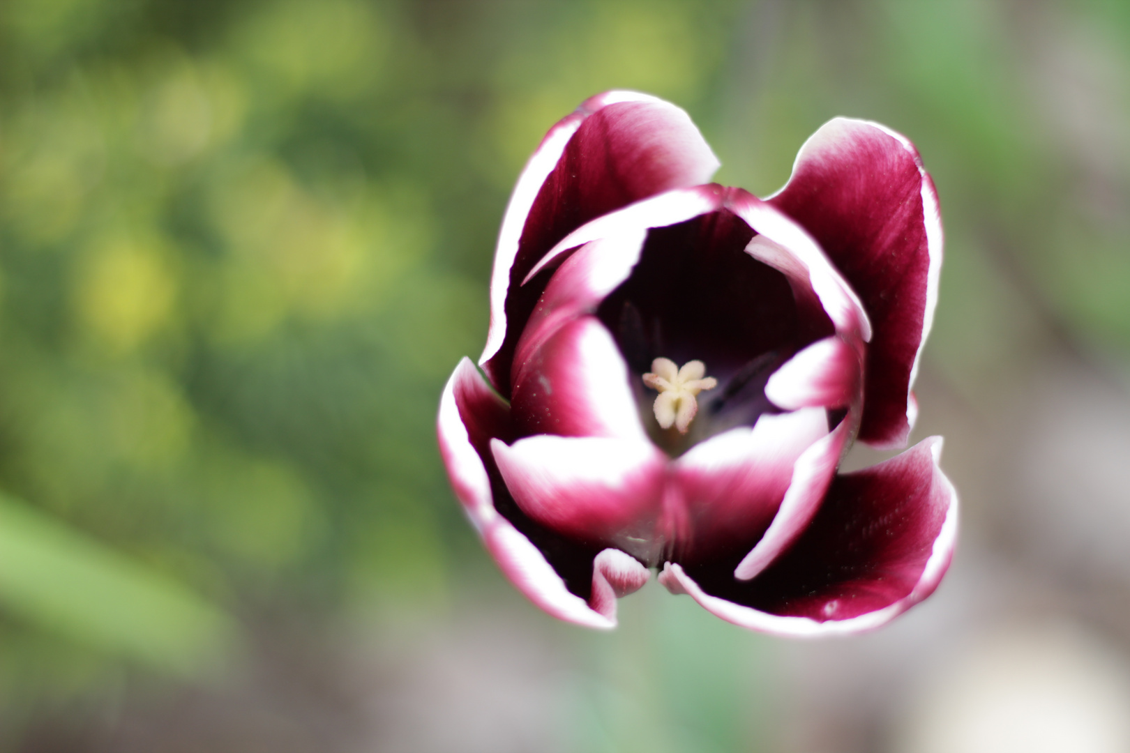 Farben des Frühlings