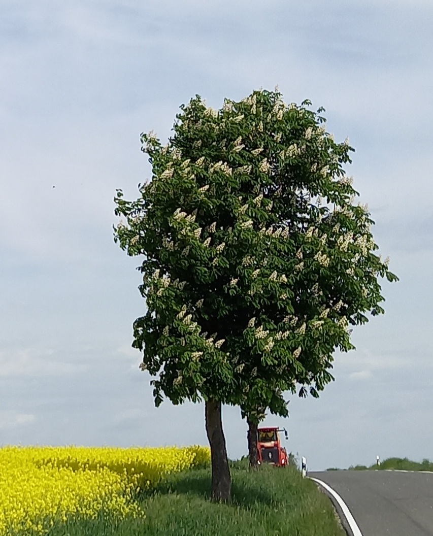 Farben des Frühlings