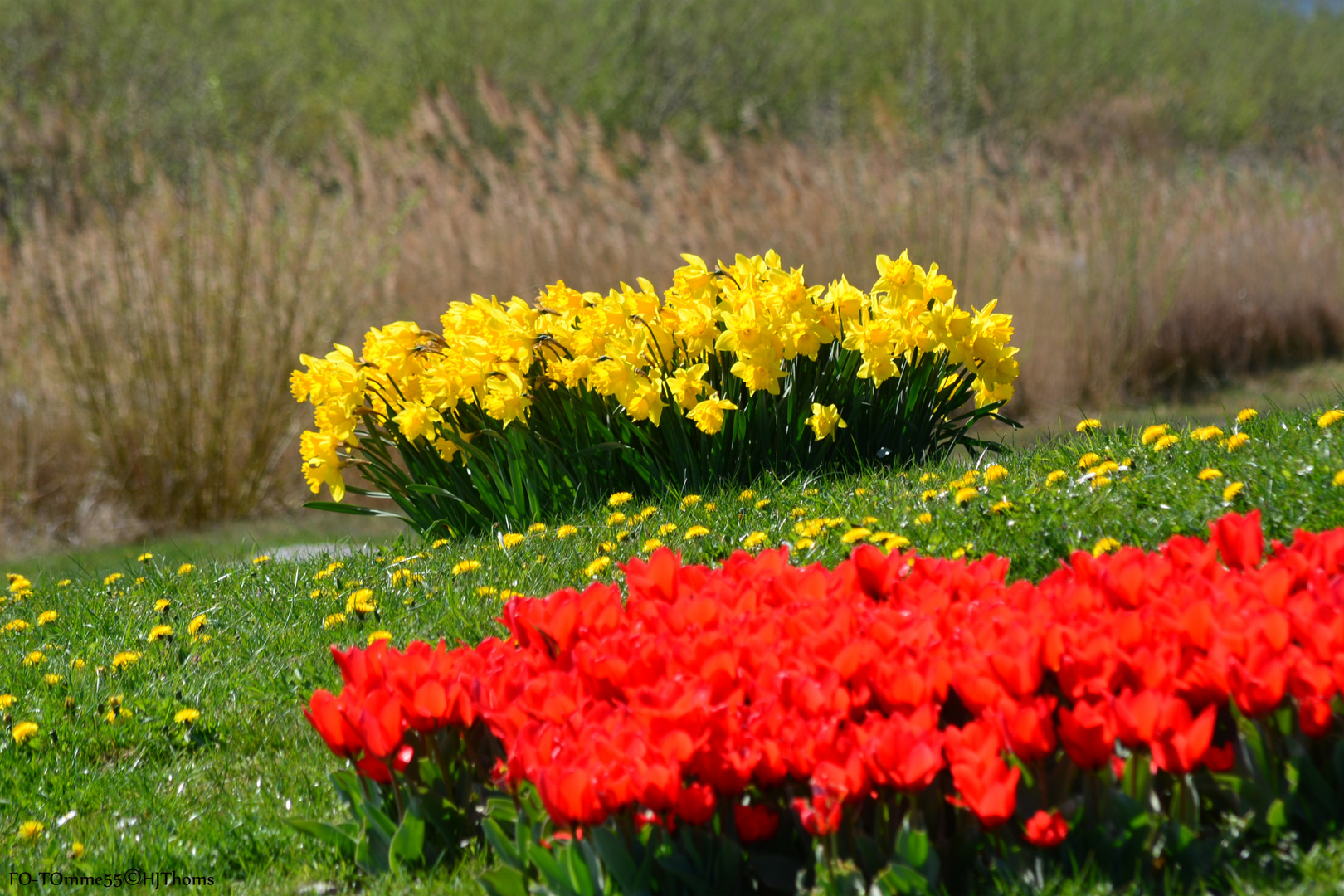 Farben des Frühlings I