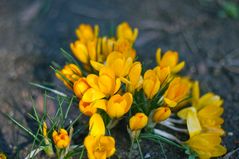 Farben des Frühlings II