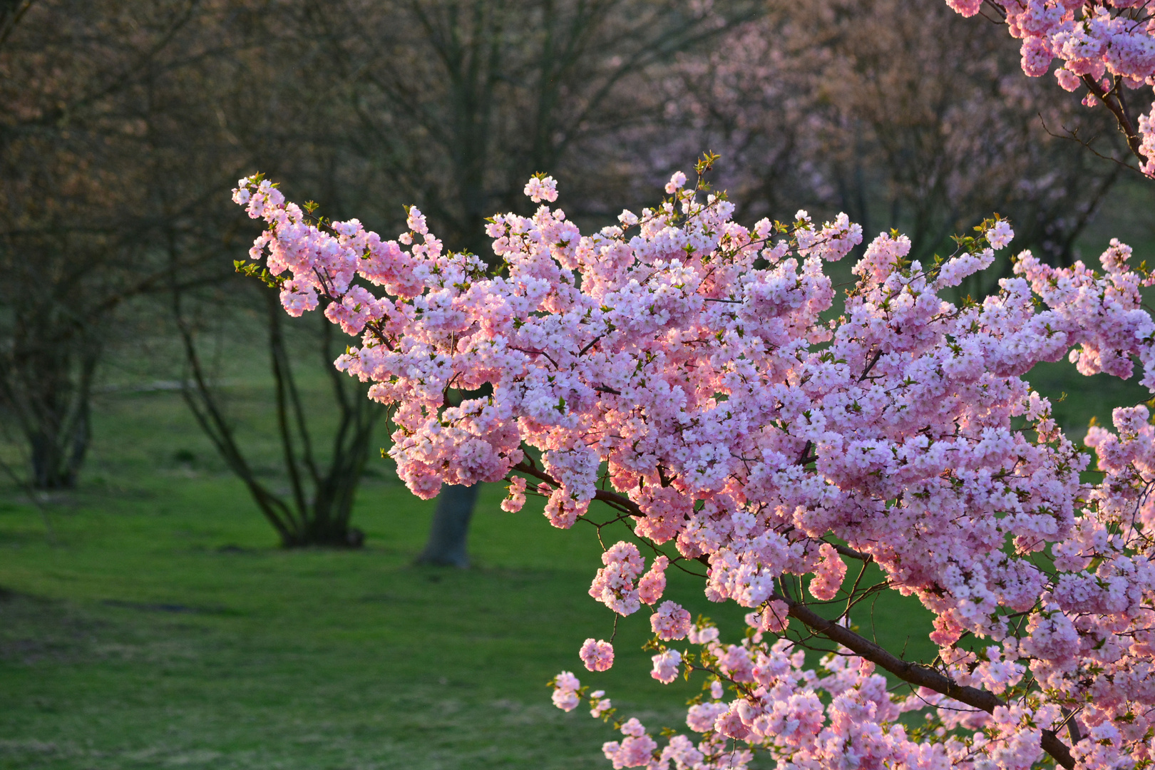 Farben des Frühlings II