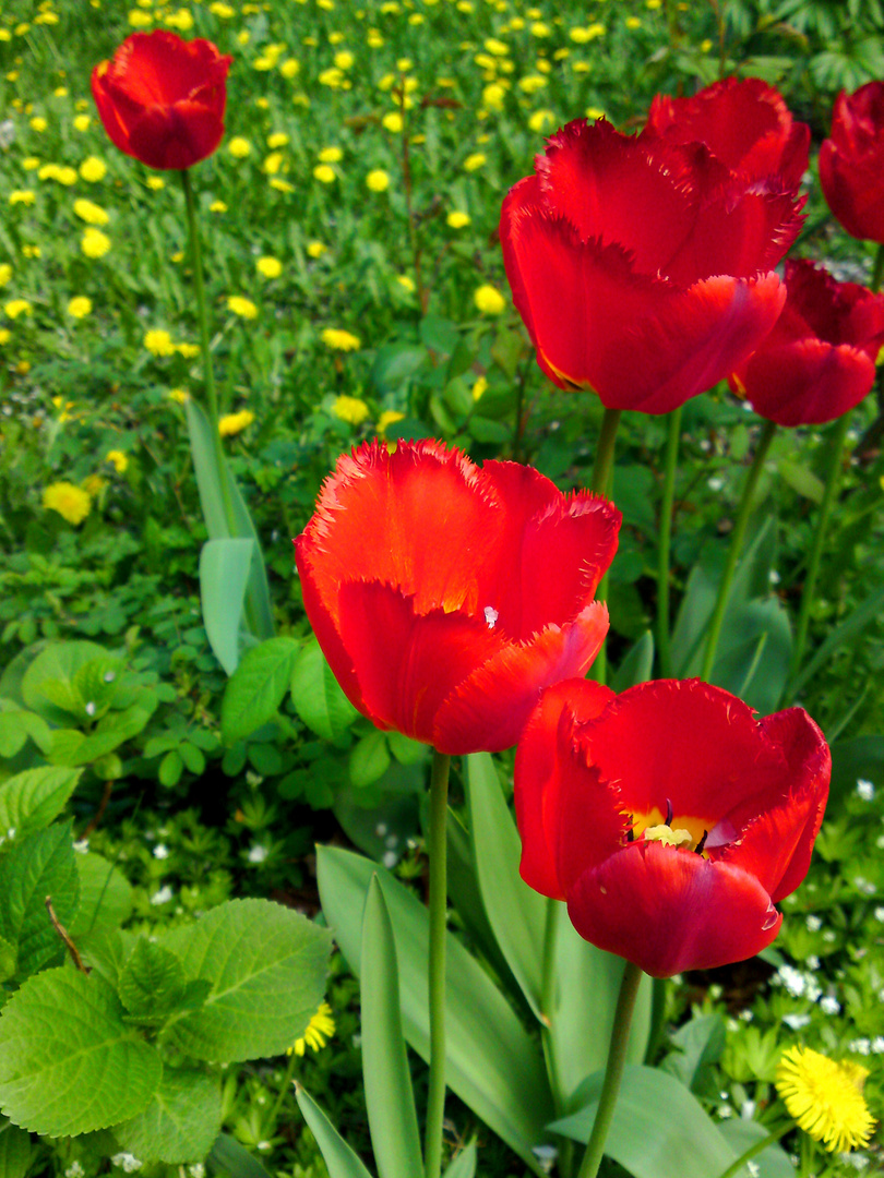 Farben des Frühlings im Garten