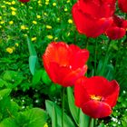 Farben des Frühlings im Garten