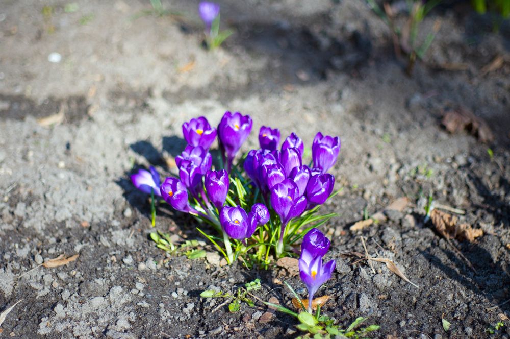 Farben des Frühlings IV