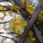 Farben des Frühlings - und das im Winter (1)