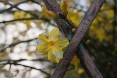 Farben des Frühlings - und das im Winter (1)