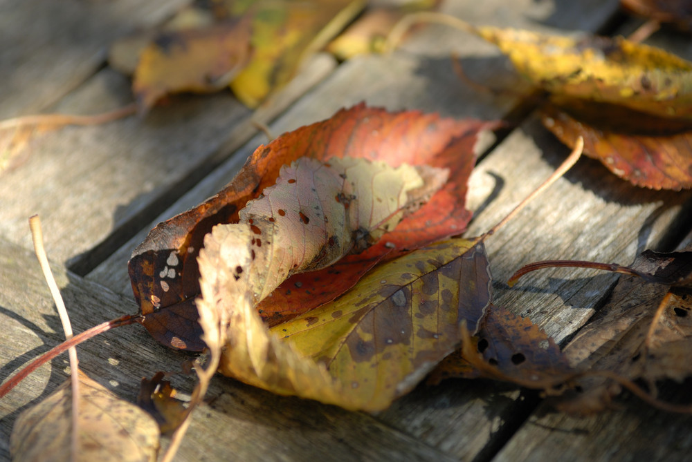 Farben des Herbst