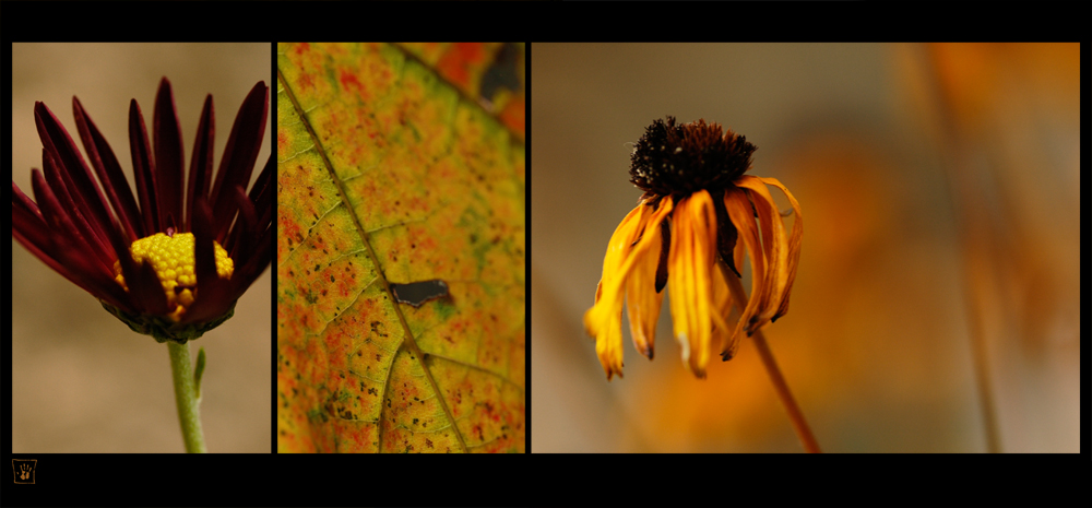 Farben des Herbst - 2. November