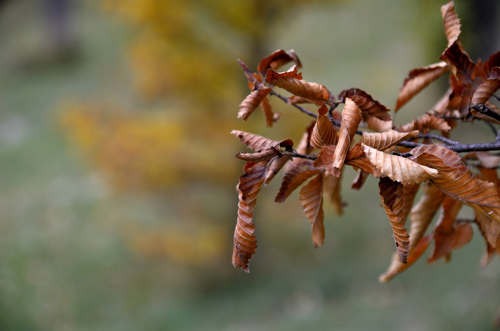 farben des herbst