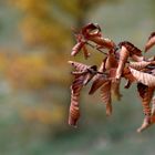 farben des herbst