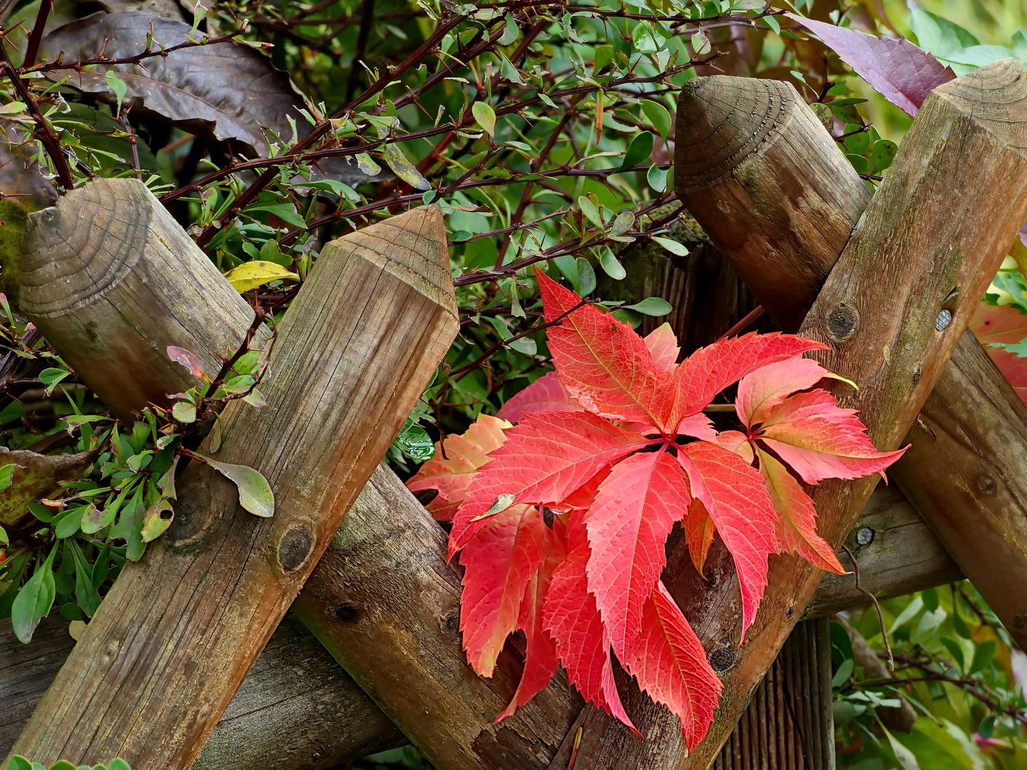 Farben des Herbst 