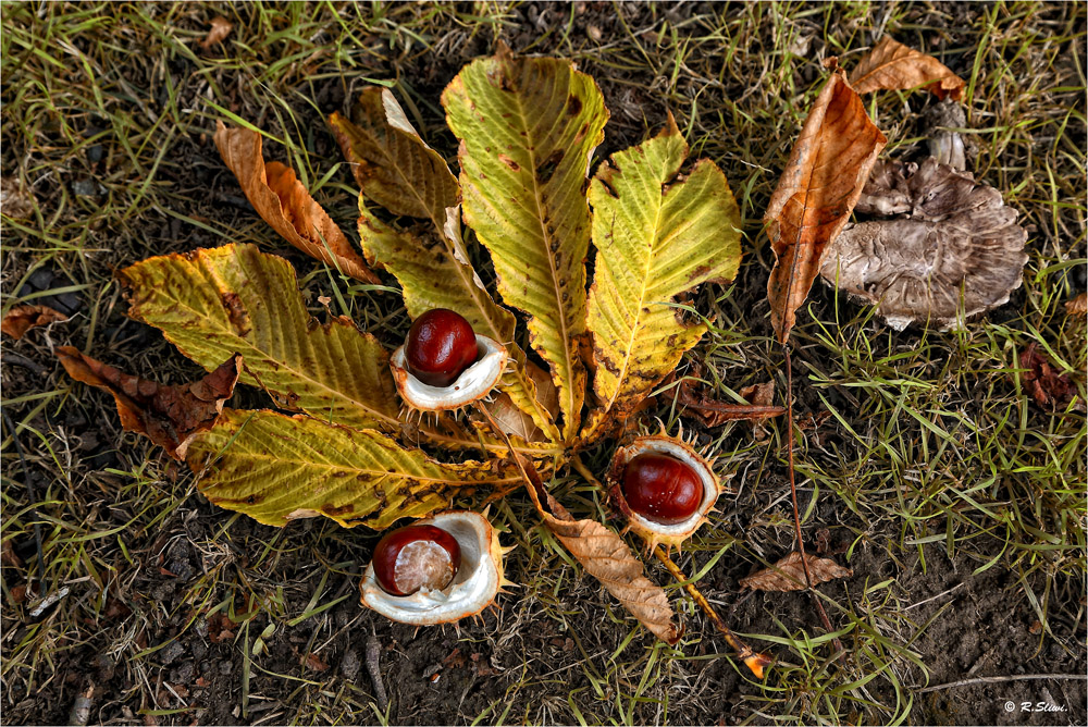 Farben des Herbst