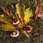 Farben des Herbst