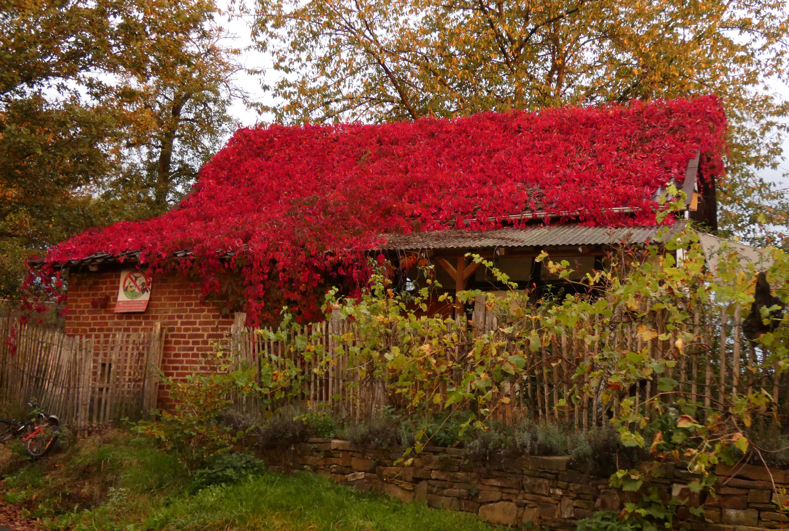 Farben des Herbst im Oberbergischen Kreis bei Grunewald