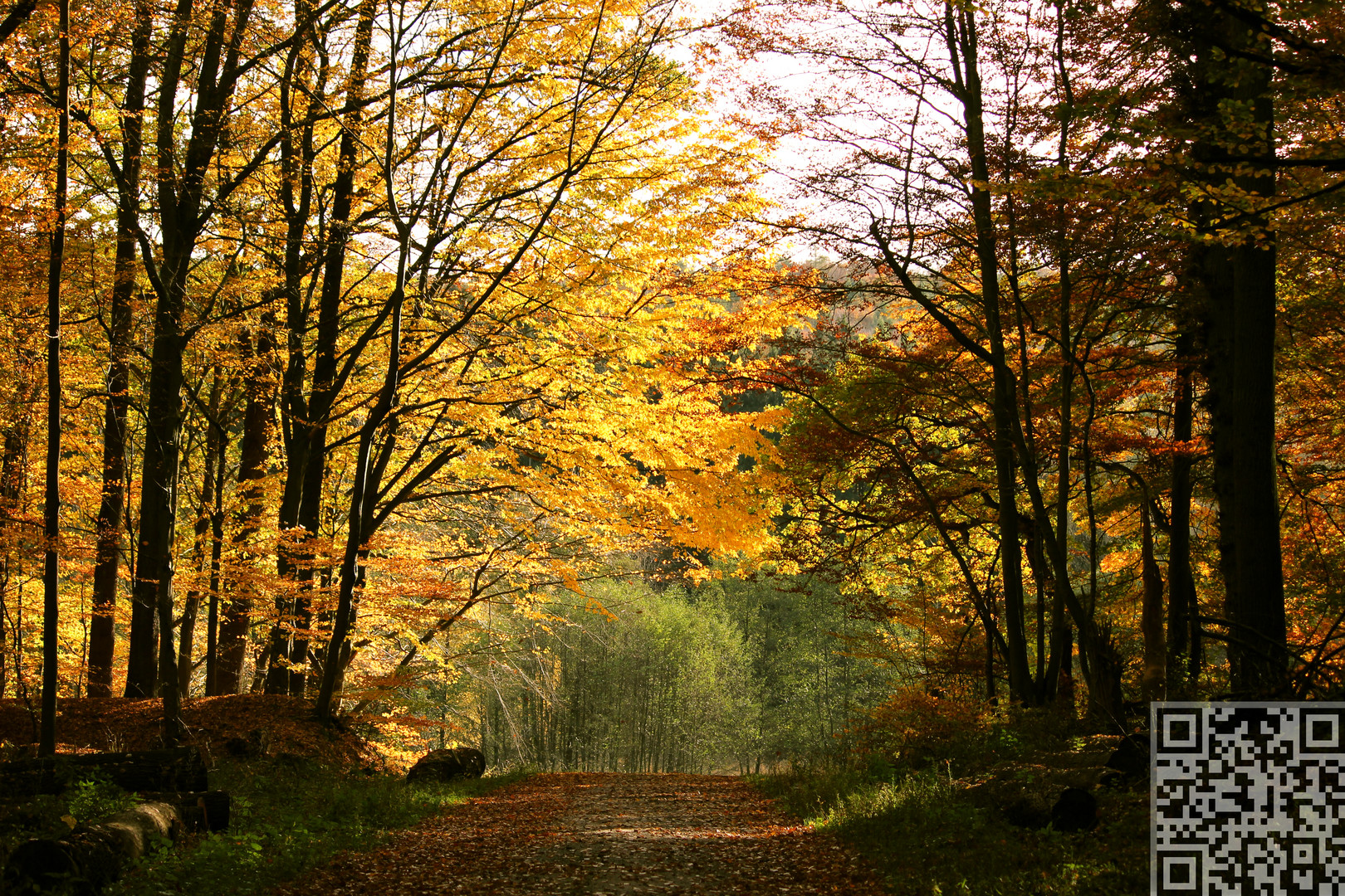 Farben des Herbstes