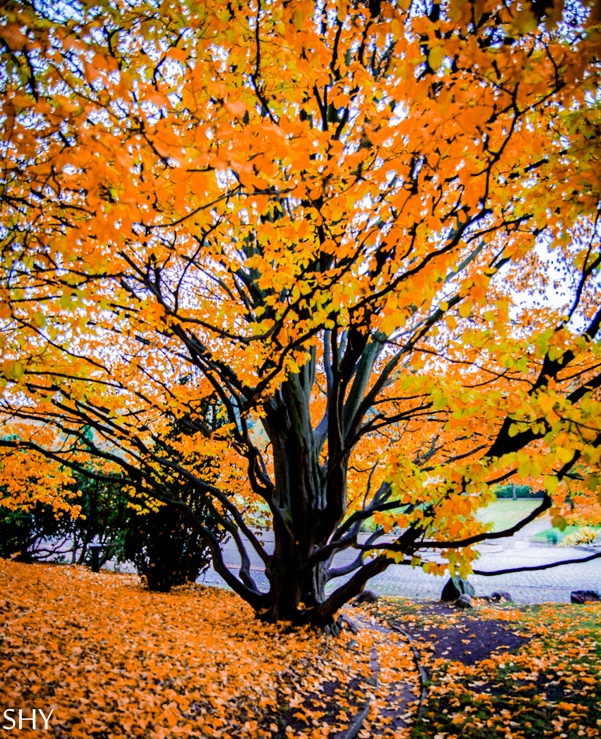 Farben des Herbstes