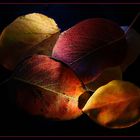 Farben des Herbstes 2