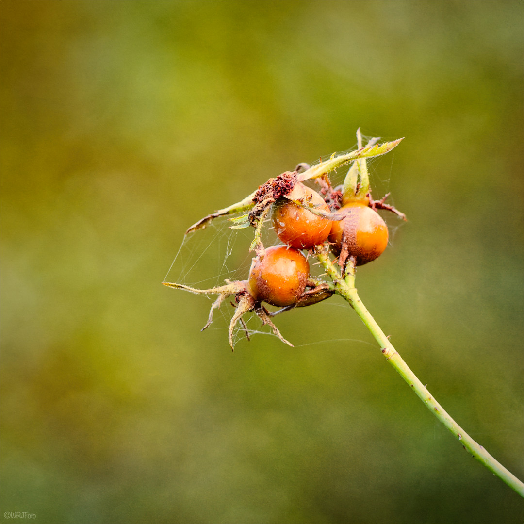 Farben des Herbstes (2)