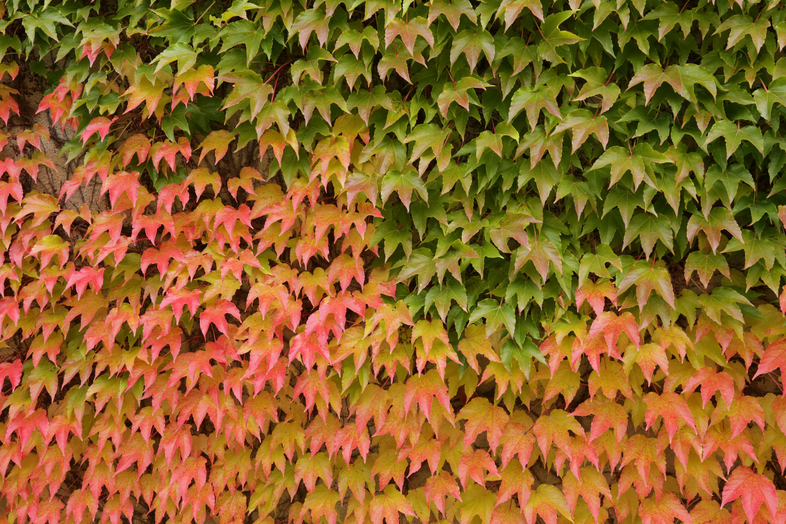 Farben des Herbstes (2015_10_22_EOS 6D_0159_ji)