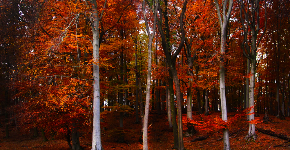 Farben des Herbstes