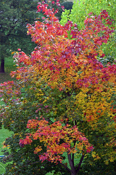 Farben des Herbstes