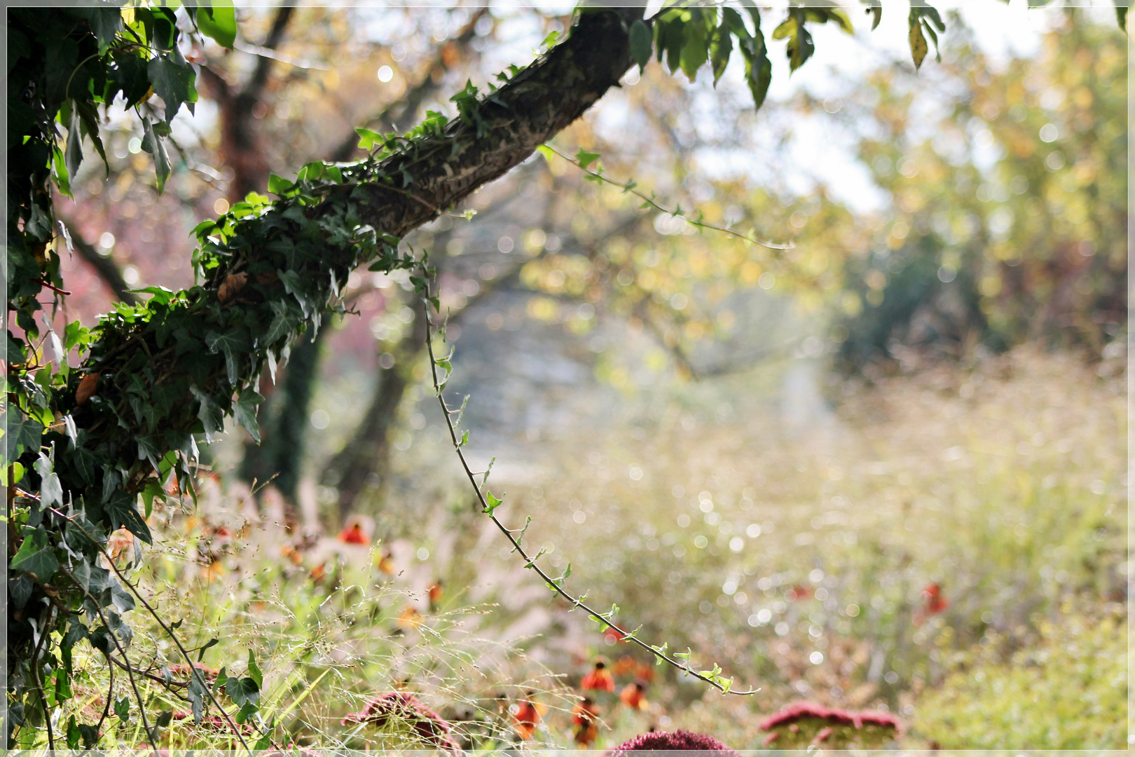 Farben des Herbstes