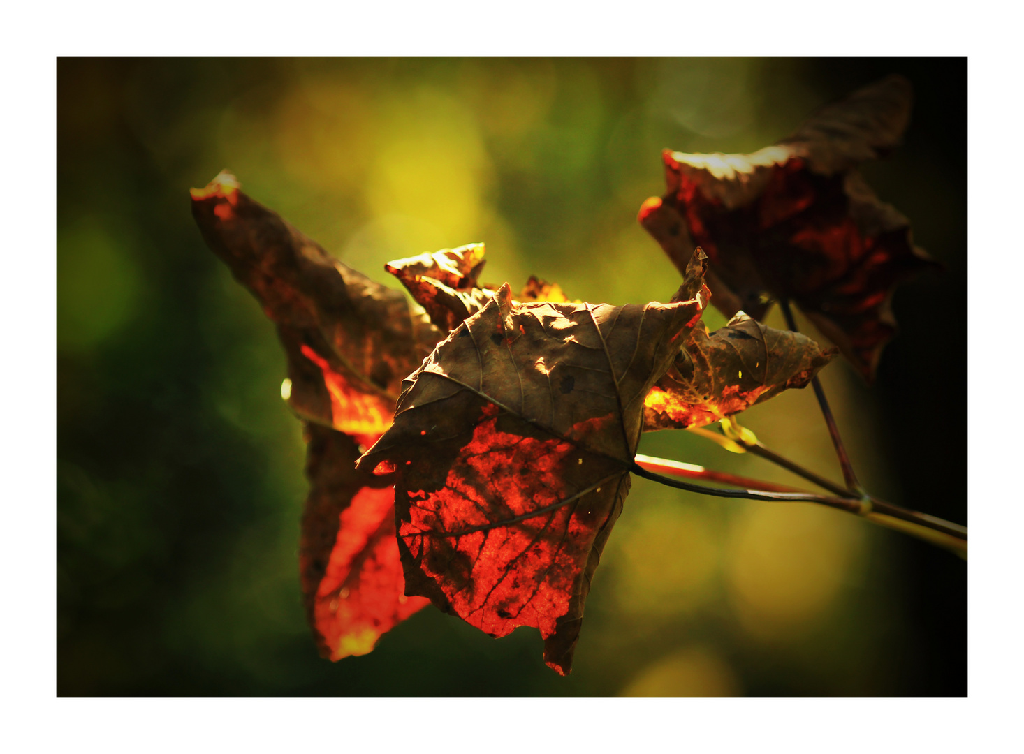 Farben des Herbstes