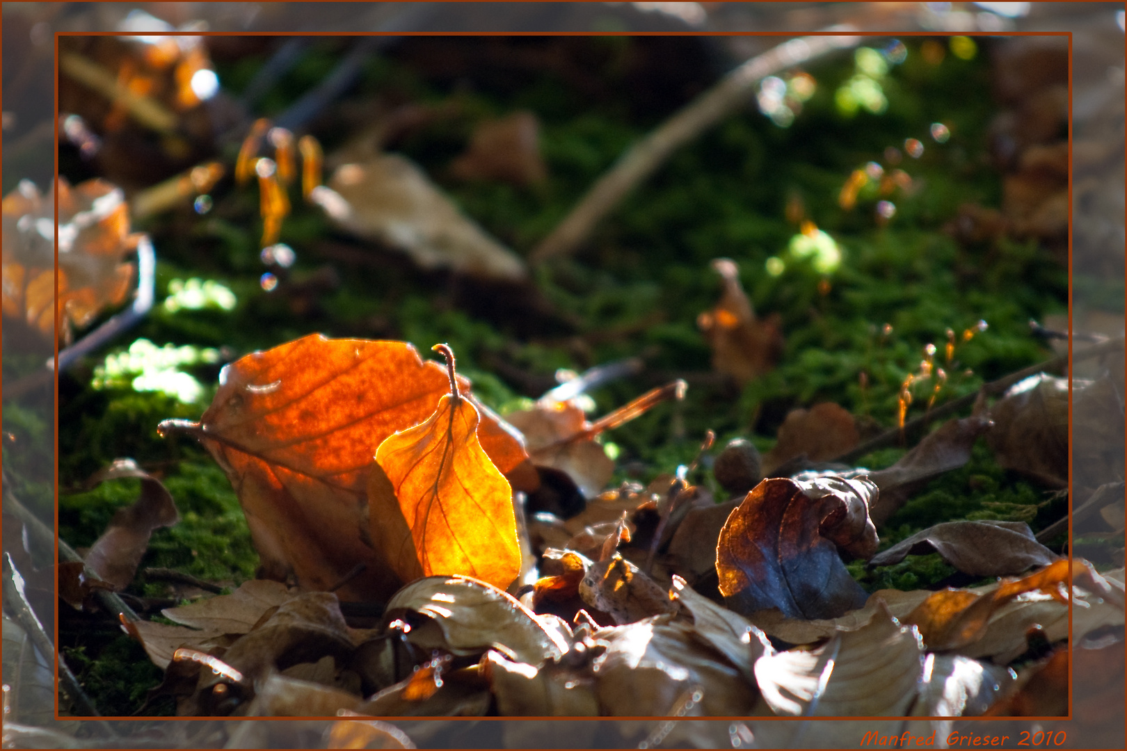 Farben des Herbstes