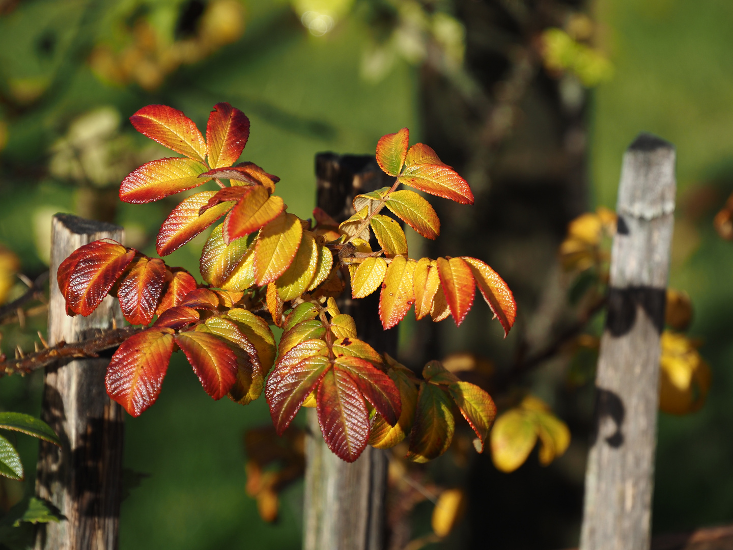 ~   Farben des Herbstes  ~