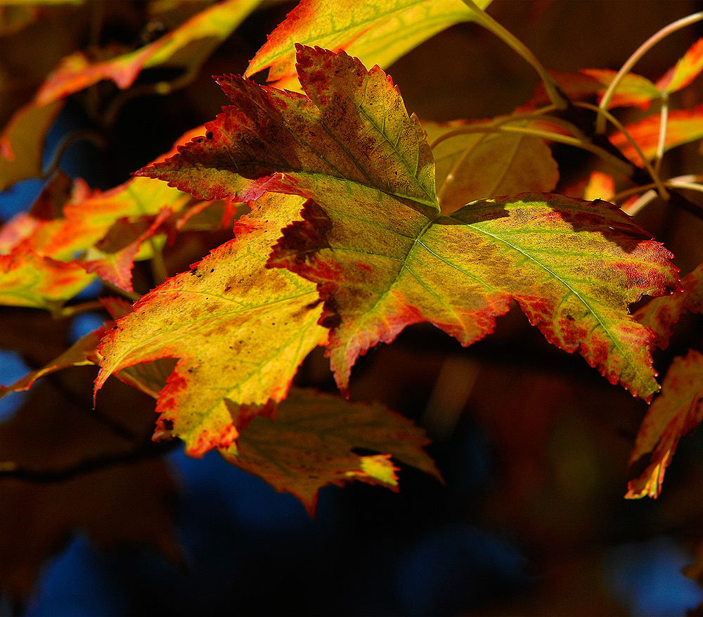 Farben des Herbstes