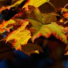 Farben des Herbstes