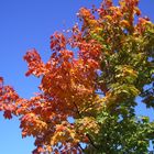 Farben des Herbstes