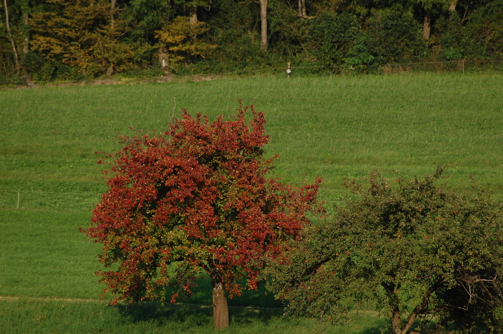 Farben des Herbstes