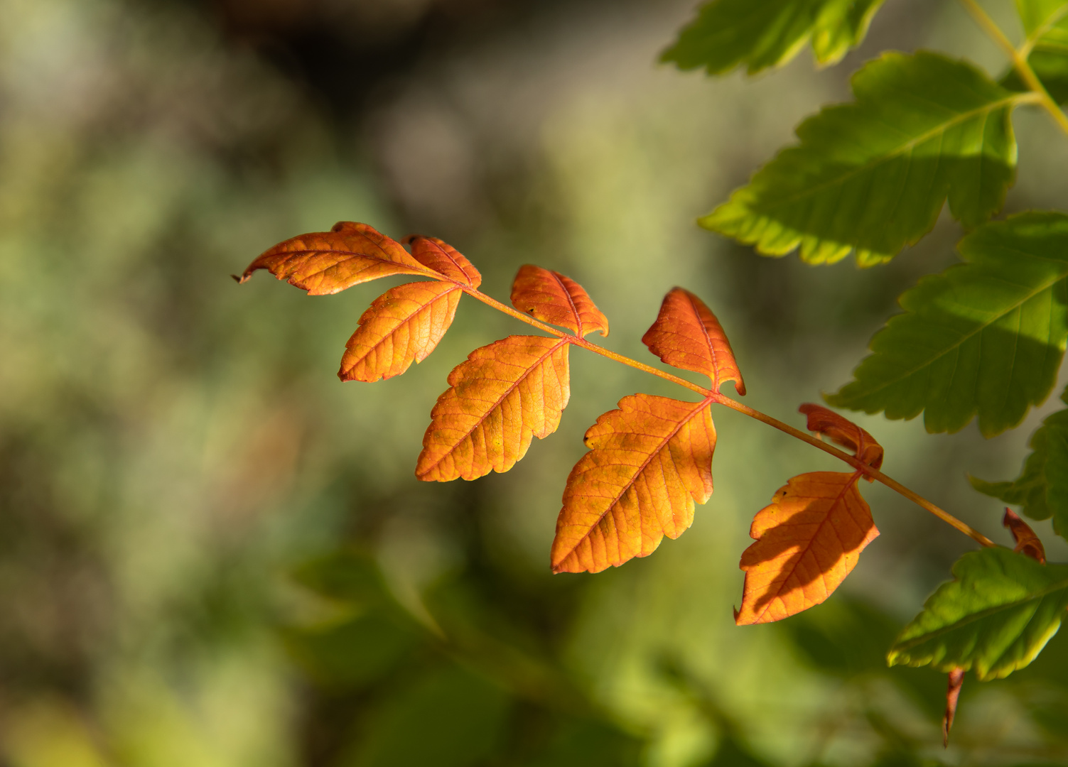 Farben des Herbstes