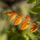 Farben des Herbstes