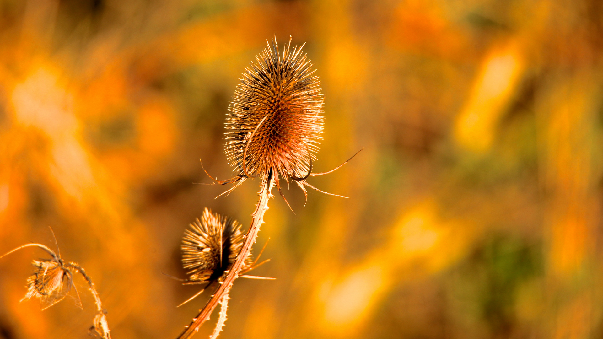 Farben des Herbstes