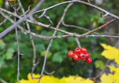 Farben des Herbstes