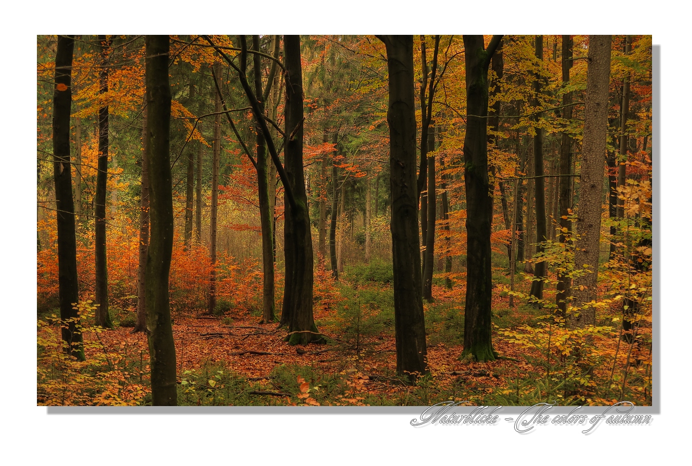 Farben des Herbstes