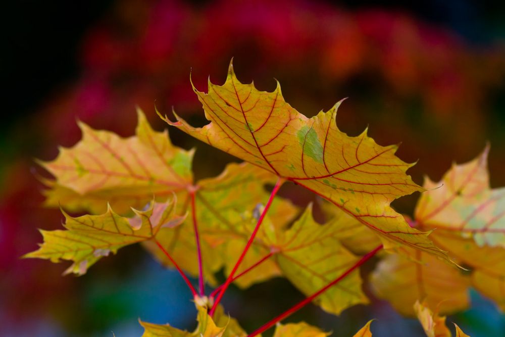 Farben des Herbstes