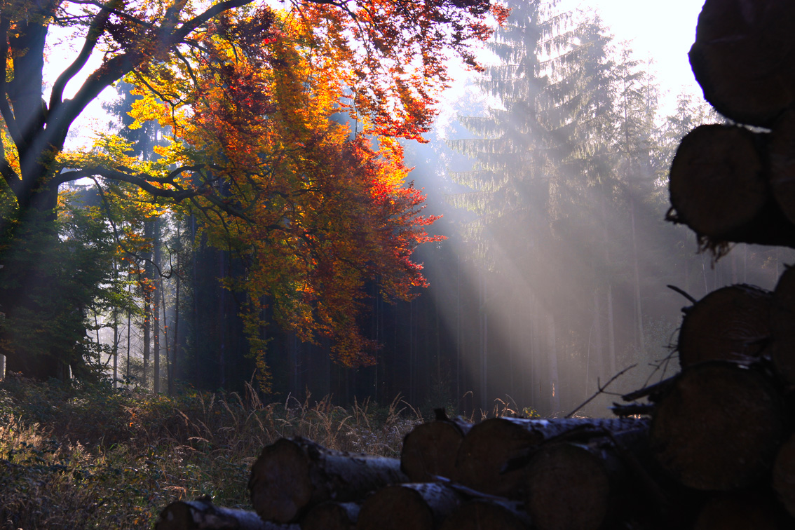 Farben des Herbstes