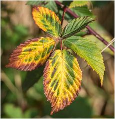 Farben des Herbstes