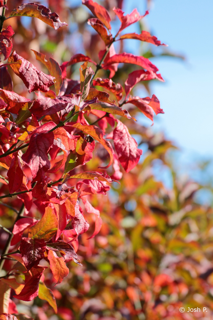 Farben des Herbstes...