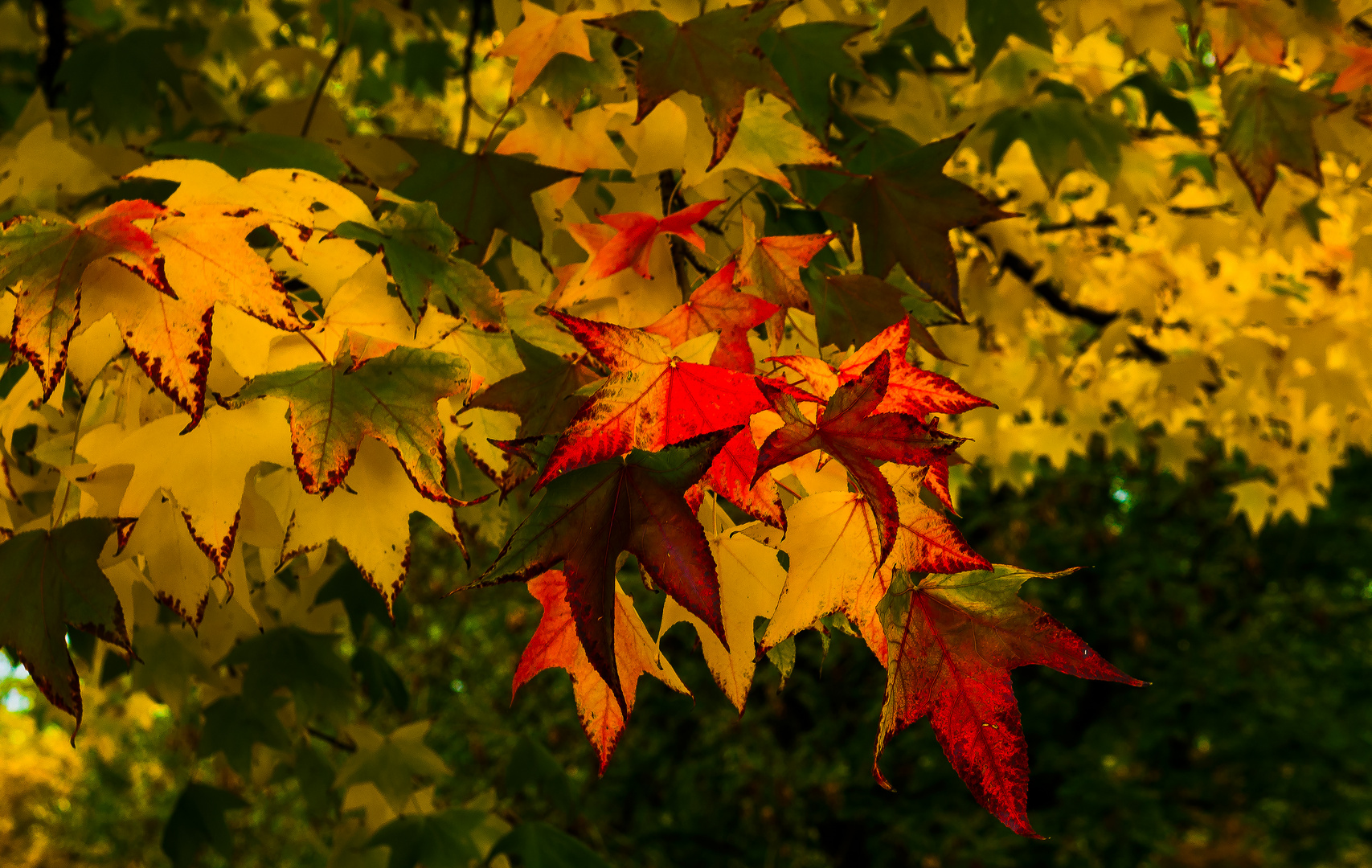 Farben des Herbstes