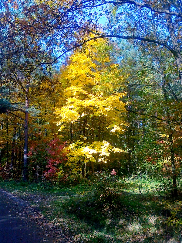 Farben des Herbstes