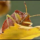 Farben des Herbstes