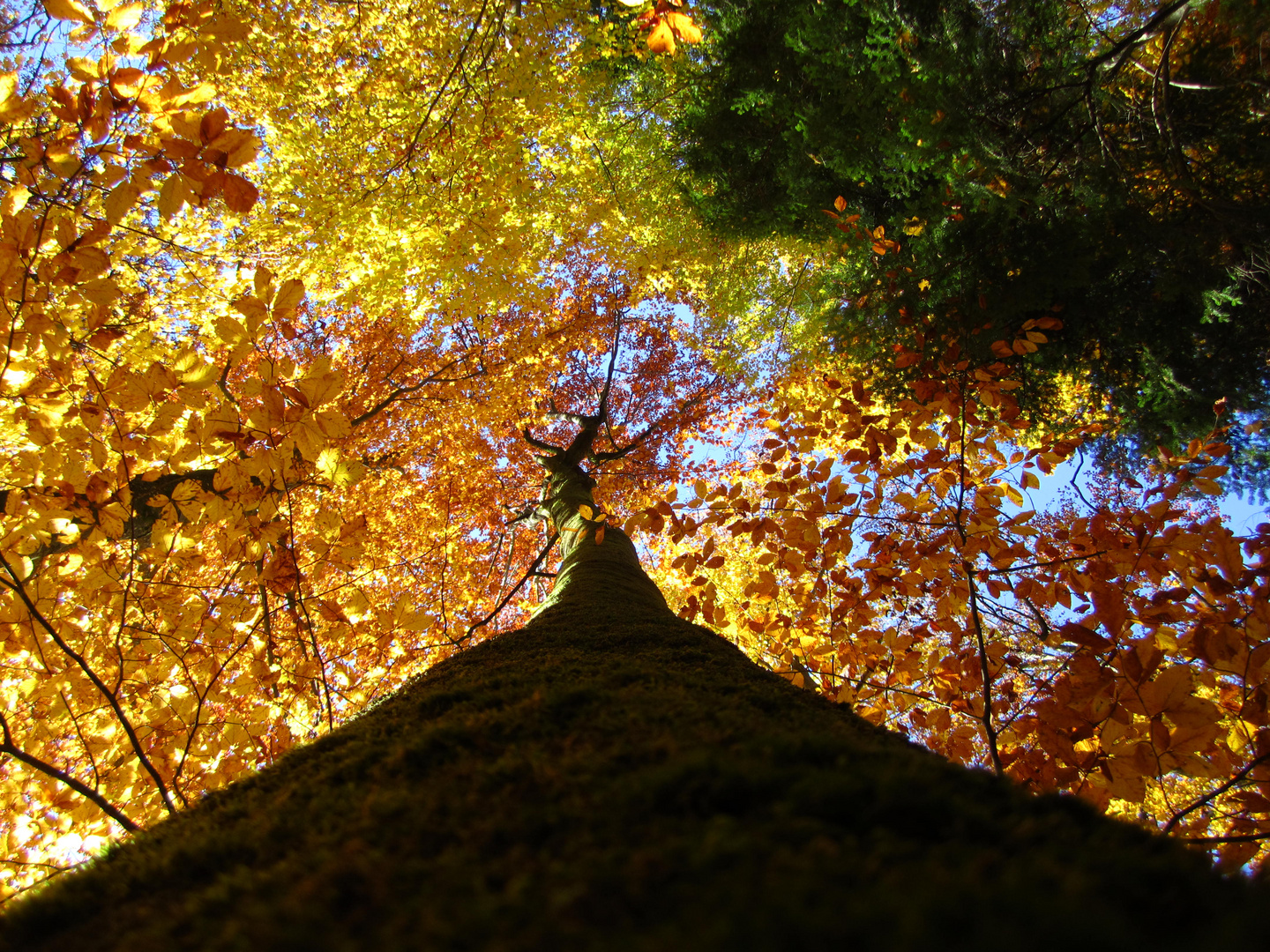 Farben des Herbstes