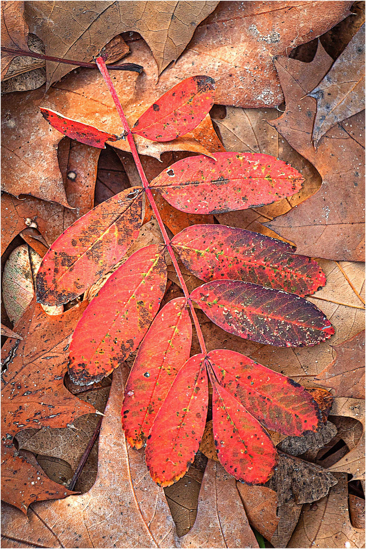 Farben des Herbstes...