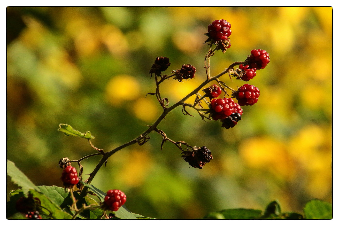 Farben des Herbstes